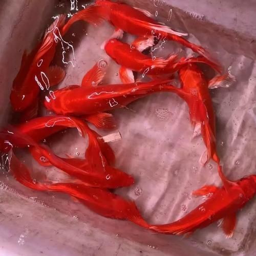 紅蝴蝶鯉圖片