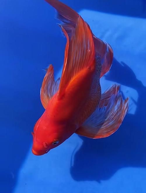 紅蝴蝶鯉圖片