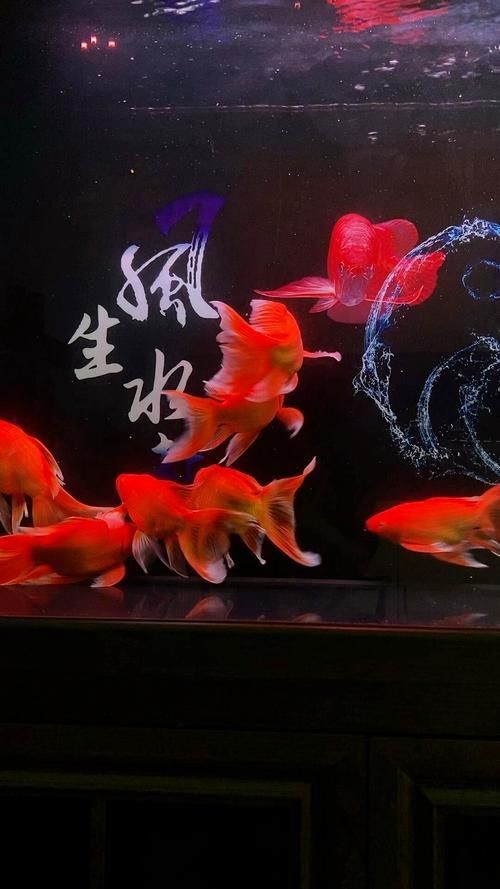 紅蝴蝶鯉圖片