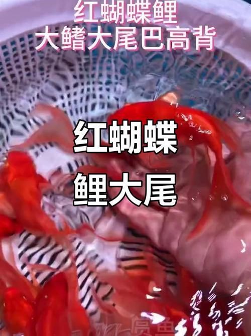紅蝴蝶鯉圖片