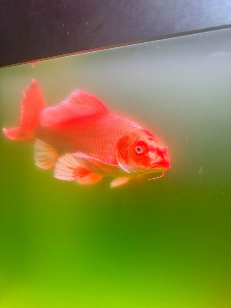 紅蝴蝶鯉圖片