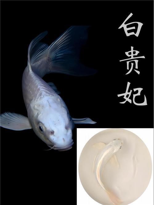 紅蝴蝶鯉圖片