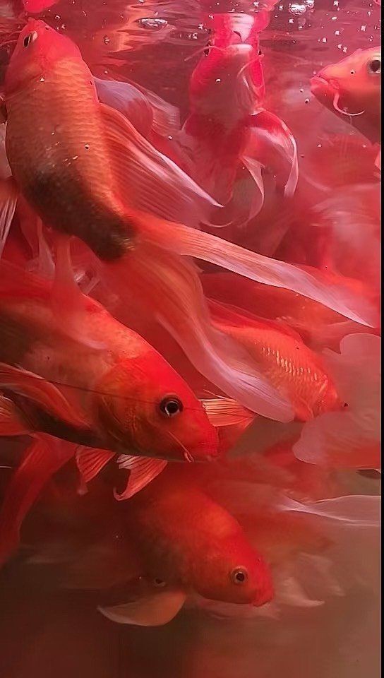 紅蝴蝶鯉圖片