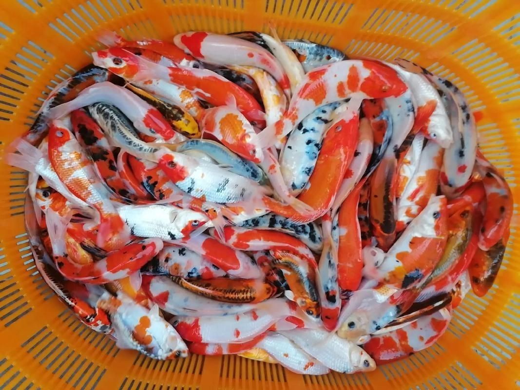 紅蝴蝶鯉圖片