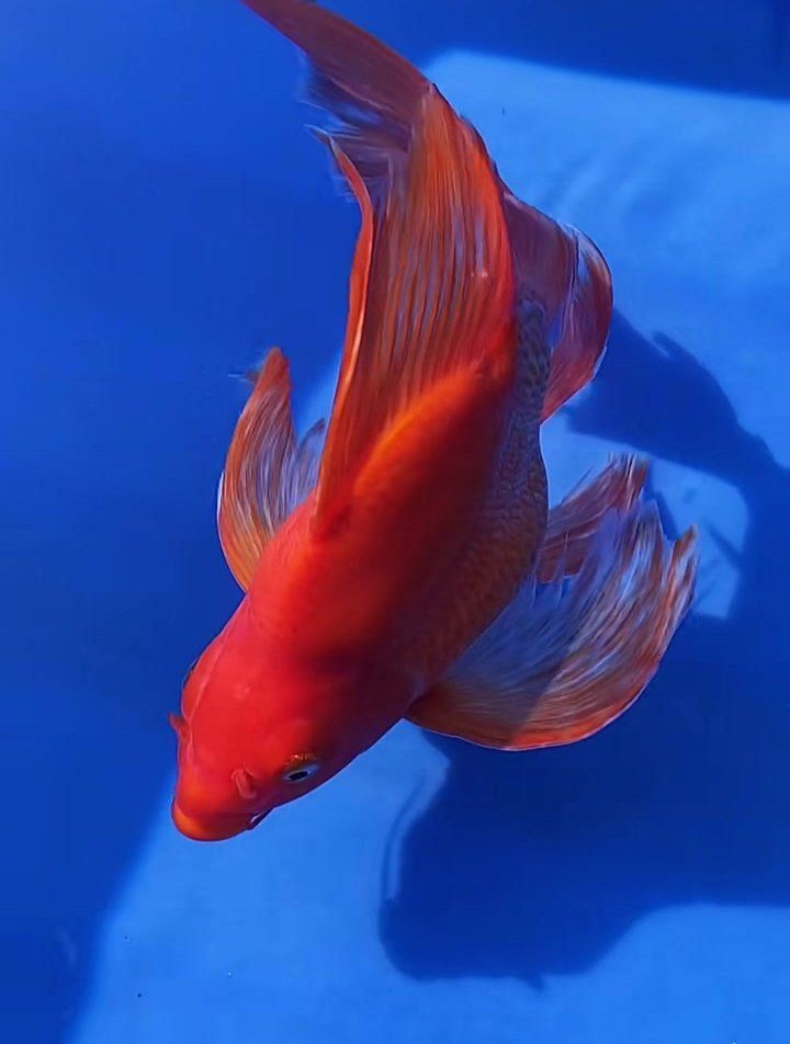 紅蝴蝶鯉圖片