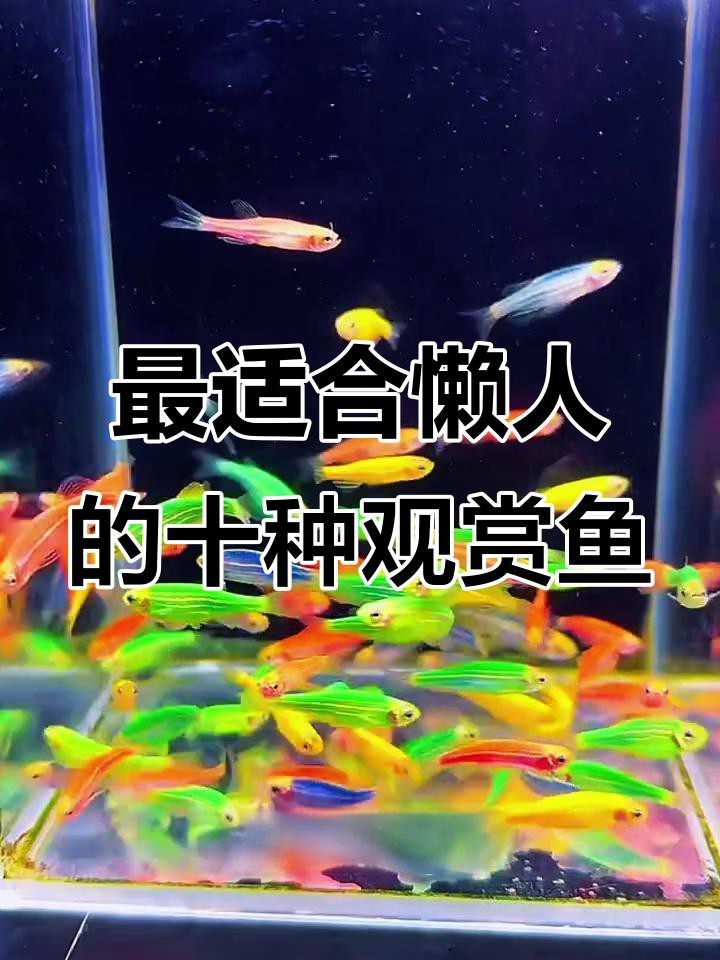 家庭魚缸養什么魚最好