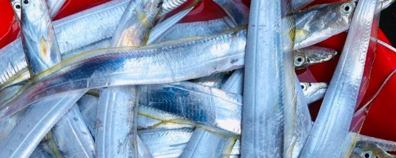 刀魚跟帶魚有什么區別