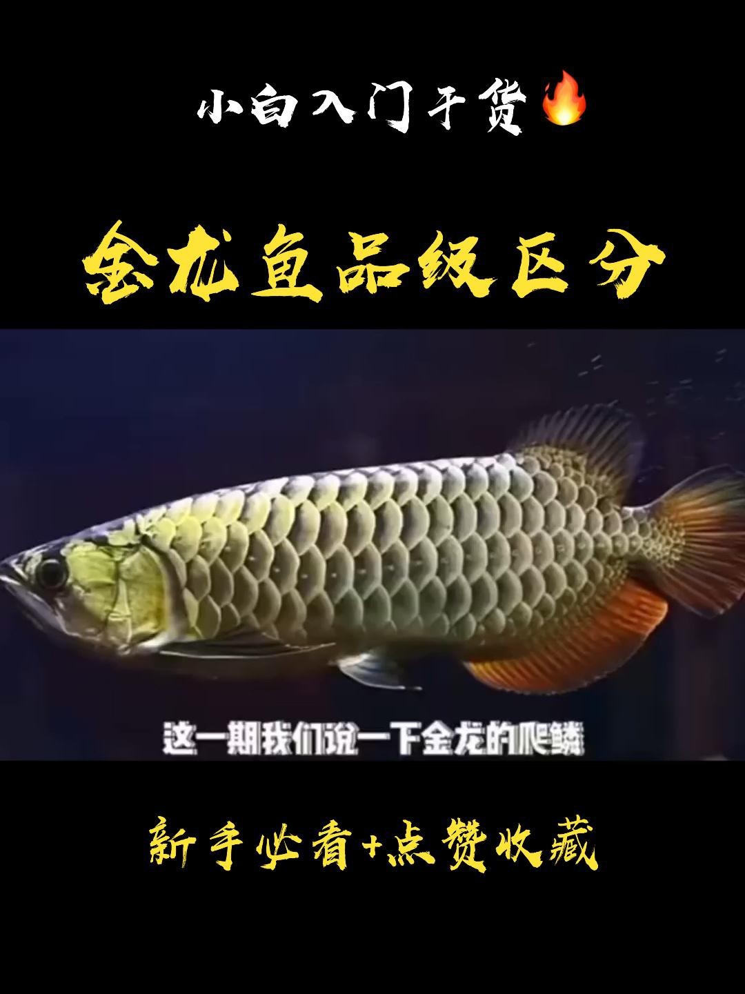 如何區分金龍魚品種
