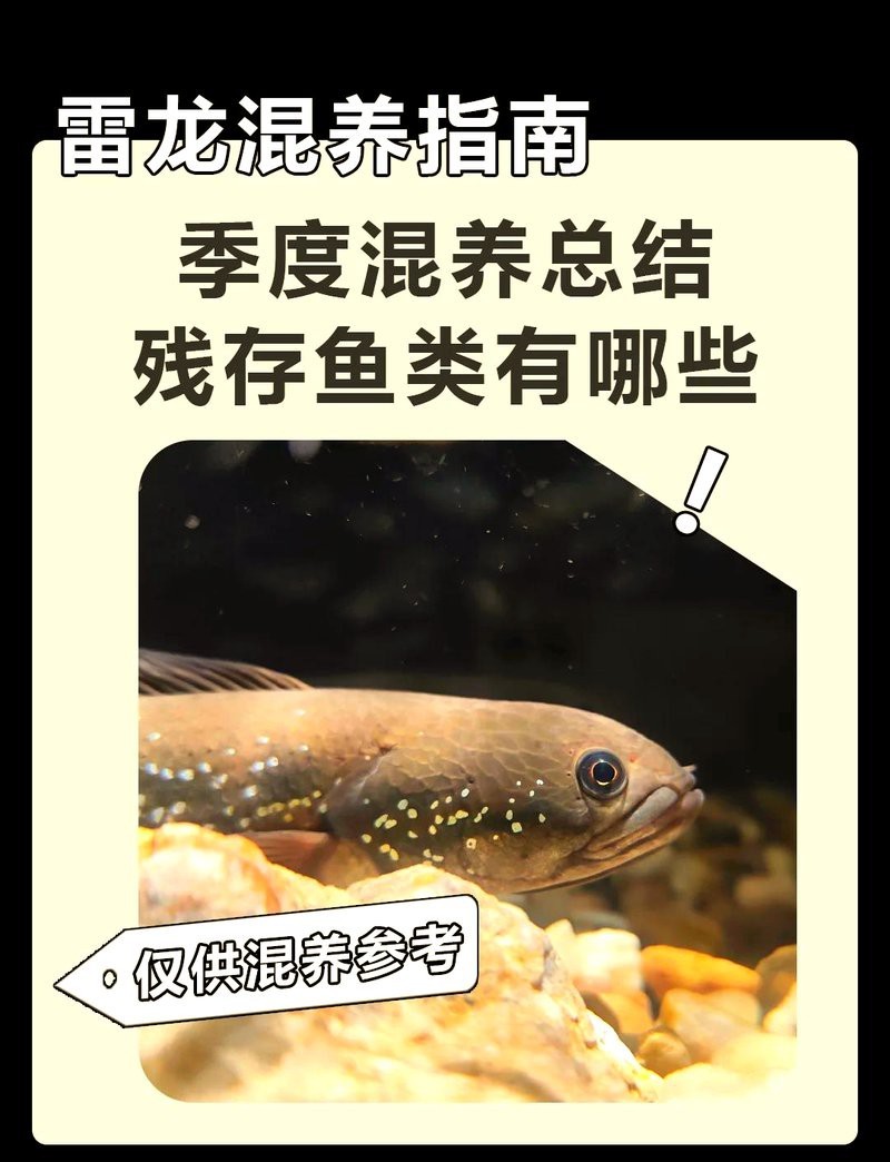 雷龍魚哪個品種最好養
