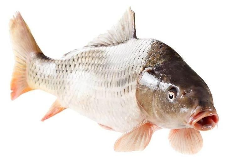 荷包鯉魚(yú)為何被禁吃