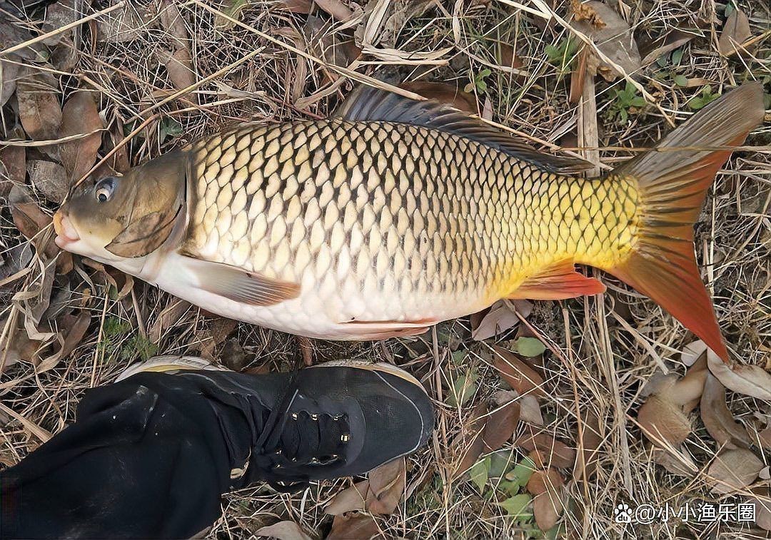 荷包鯉魚為何被禁吃