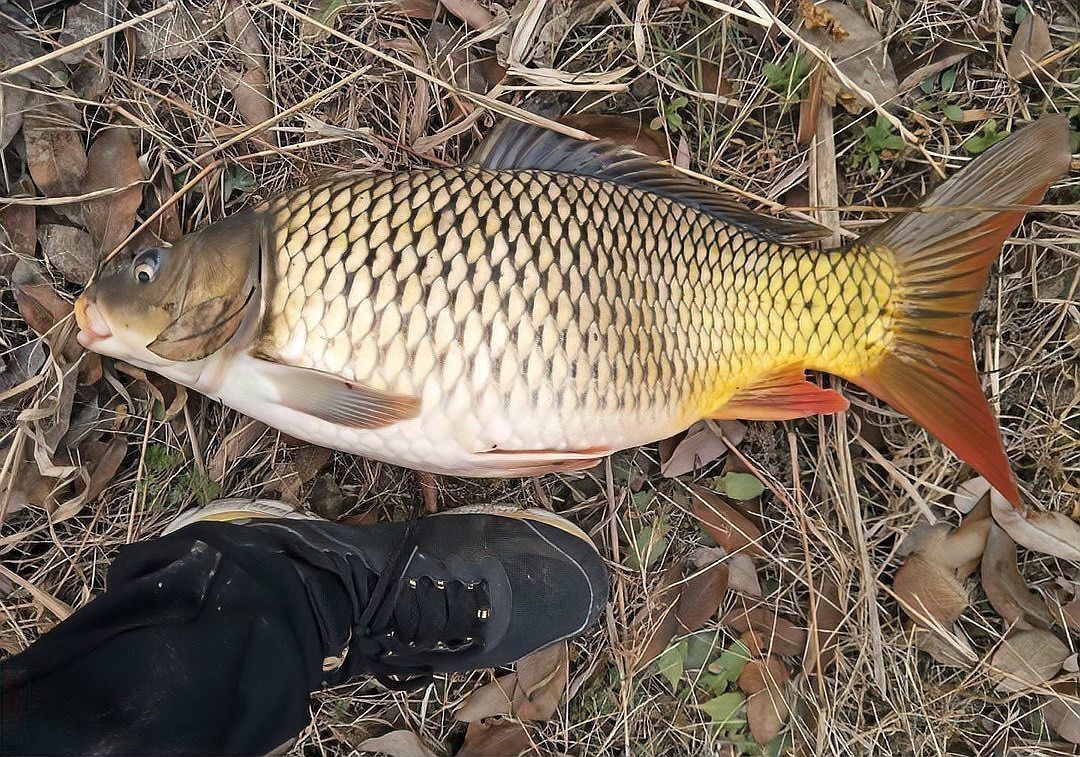 荷包鯉魚為何被禁吃