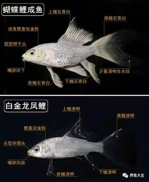 蝴蝶鯉真假最簡單三個步驟