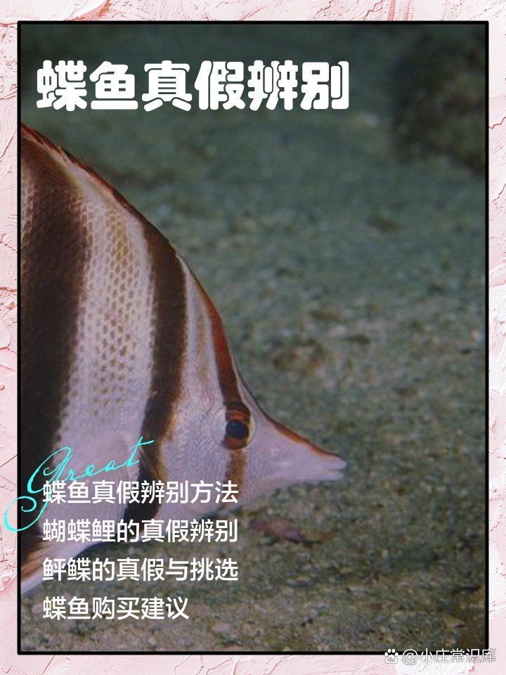 蝴蝶鯉真假最簡單三個步驟