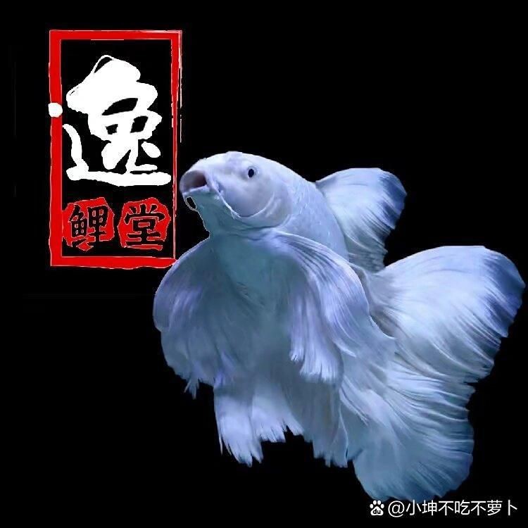 蝴蝶鯉真假最簡單三個步驟