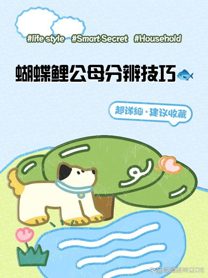 蝴蝶鯉真假最簡單三個步驟