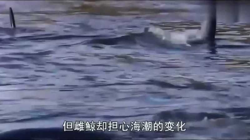 虎鯨吃海象嗎