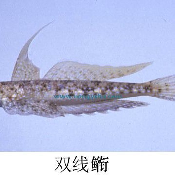 雙線魚十大排名