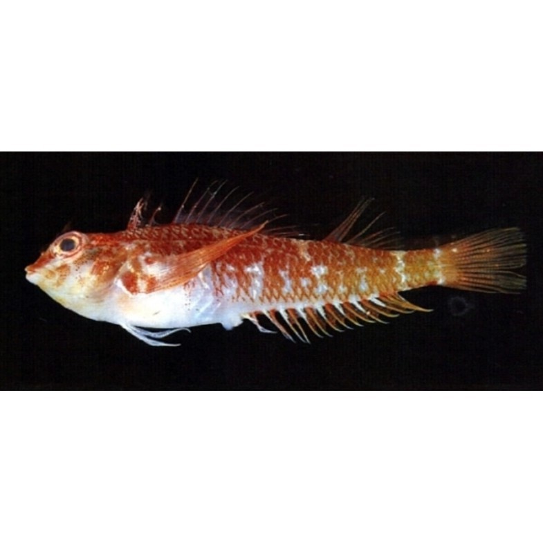 雙線魚十大排名