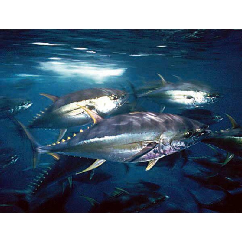 雙線魚十大排名