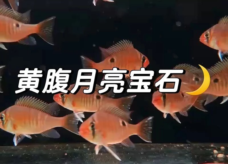 食土鯛為什么不建議養