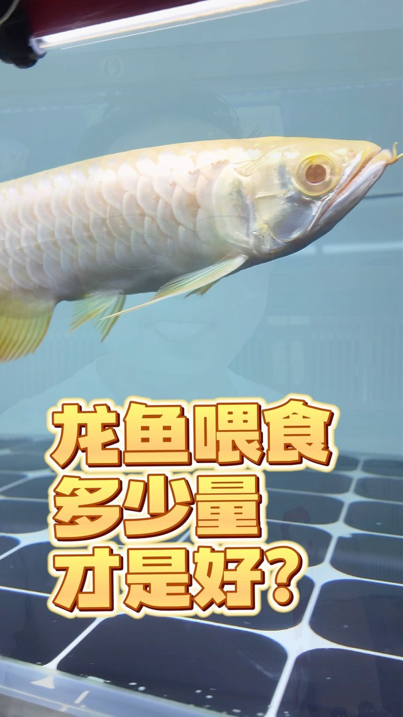 龍魚的最佳喂食頻率是多少？