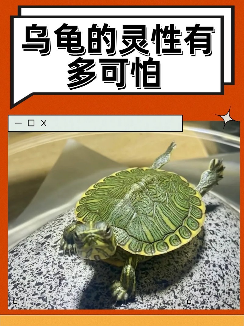 龍龜的靈性有多強