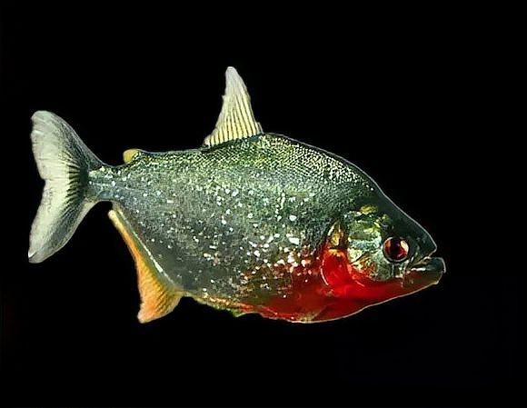 水虎魚十大最貴品種