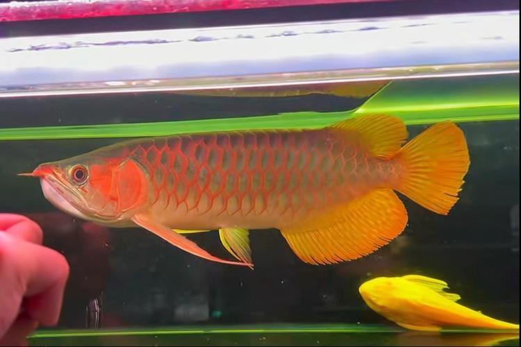 福龍王龍魚有哪些知名品種？
