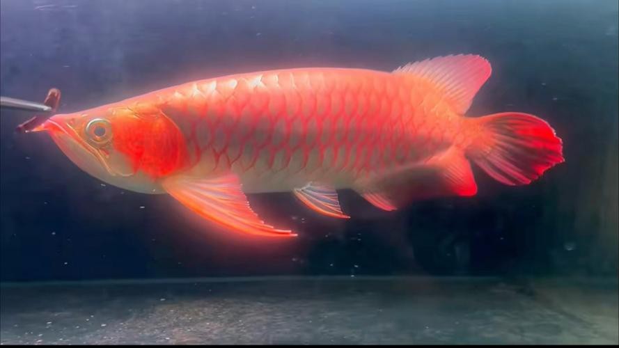 福龍王龍魚有哪些知名品種？