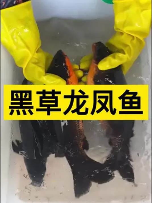 給我一些龍鳳魚的飼養案例