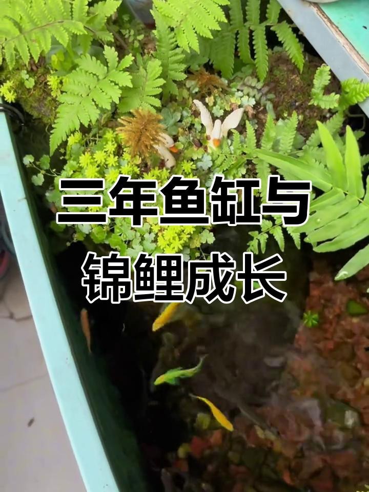 給我一些龍鳳魚的飼養案例