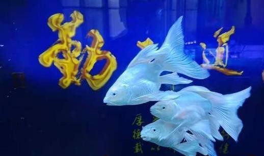 給我一些龍鳳魚的飼養案例