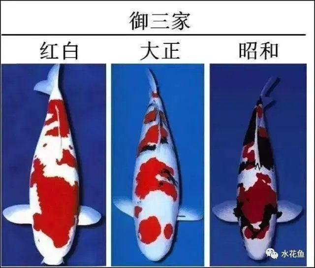 紅白錦鯉的魚苗挑選標準是什么
