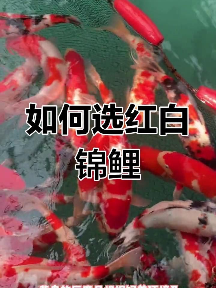 紅白錦鯉的魚苗挑選標準是什么