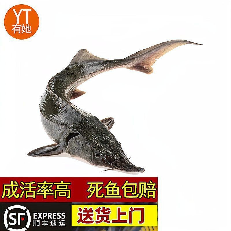 虎斑鴨嘴鯊魚能長多大