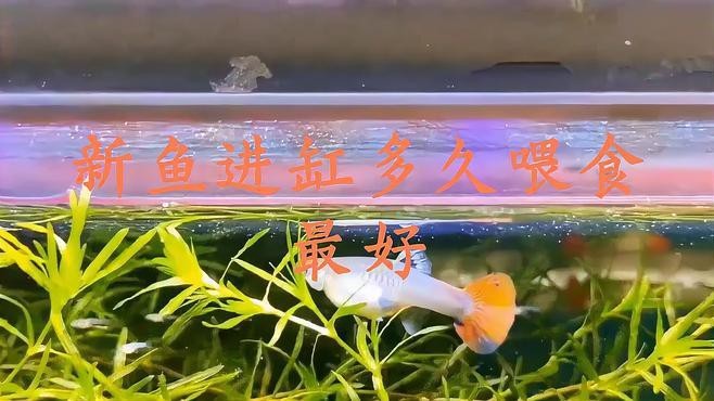 龍魚(yú)入缸后多久可以喂食？ 龍魚(yú)入缸后多久可以喂食？ 龍魚(yú)論壇 第2張