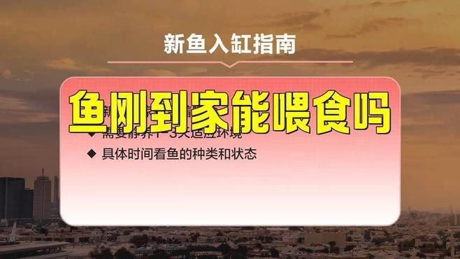 龍魚(yú)入缸后多久可以喂食？ 龍魚(yú)入缸后多久可以喂食？ 龍魚(yú)論壇 第4張
