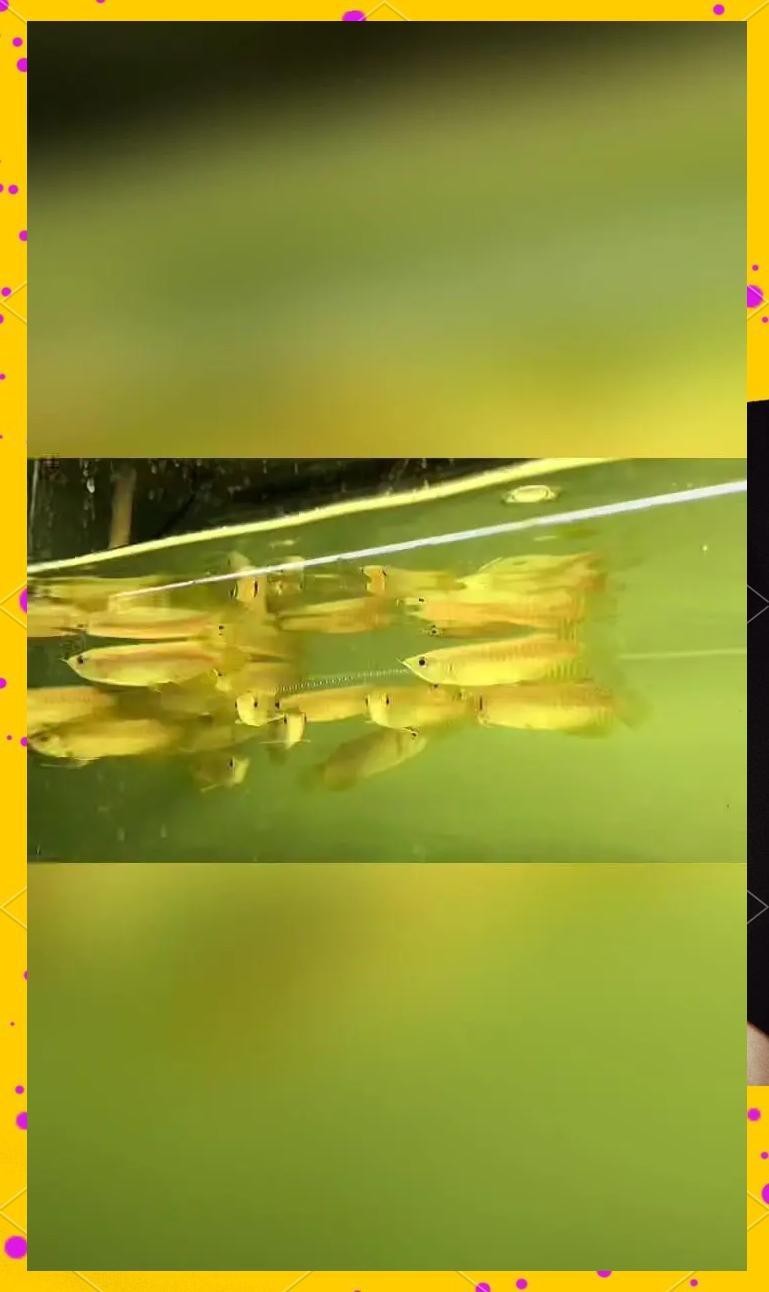 給我一些金龍魚魚苗的圖片