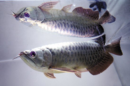 金底和藍底龍魚哪個更稀有？