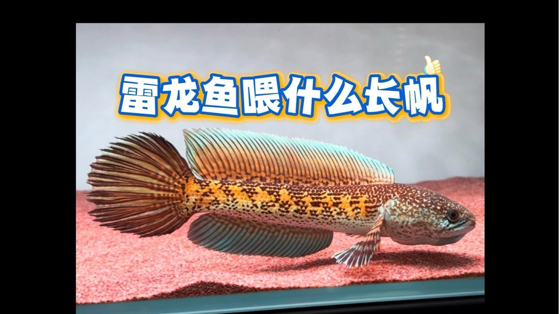 如何預防雷龍魚眼睛白膜病？