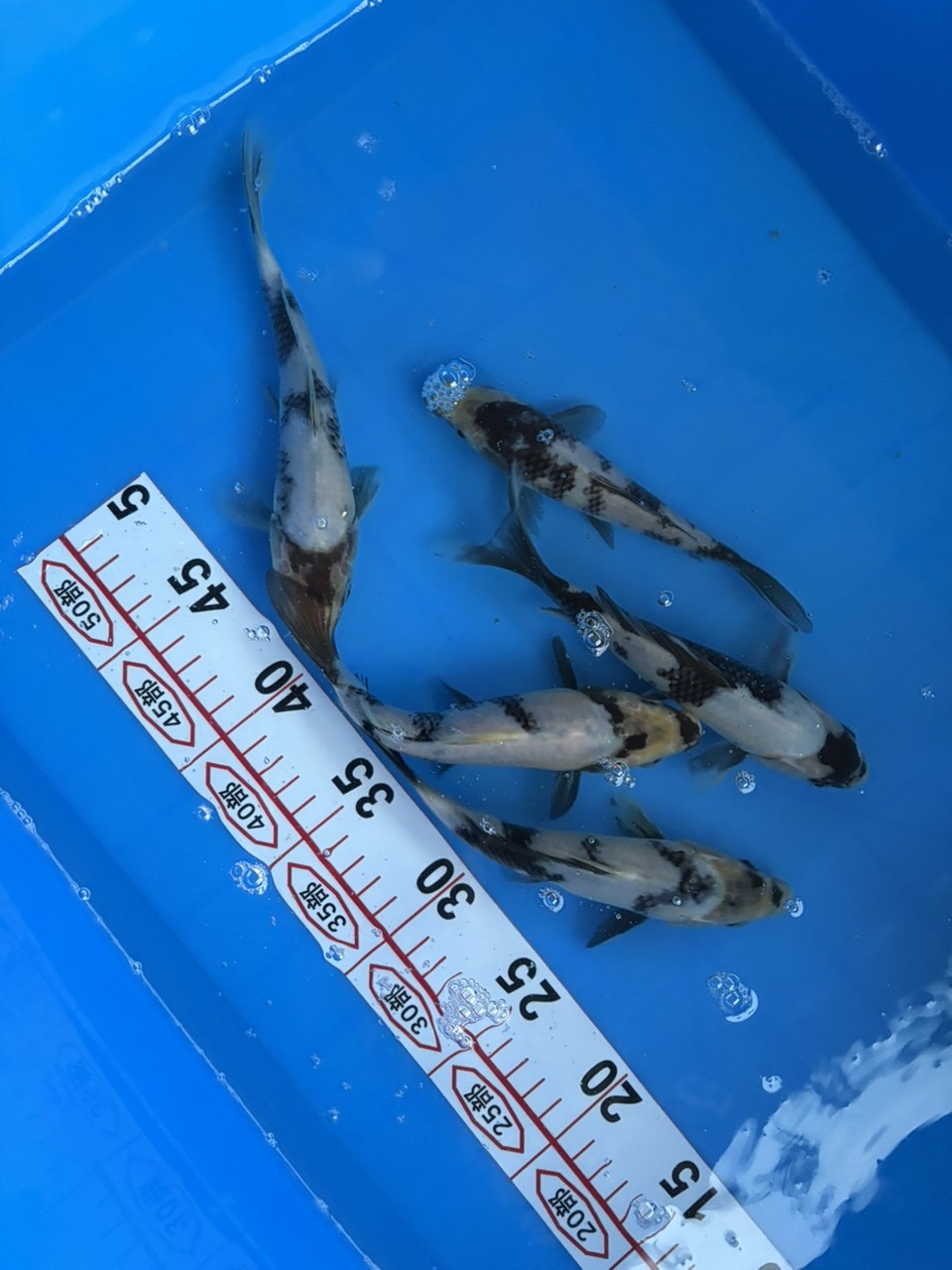 白寫錦鯉有沒有大哥有眼緣的