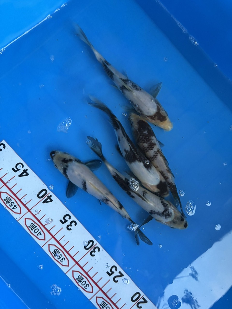 白寫錦鯉有沒有大哥有眼緣的