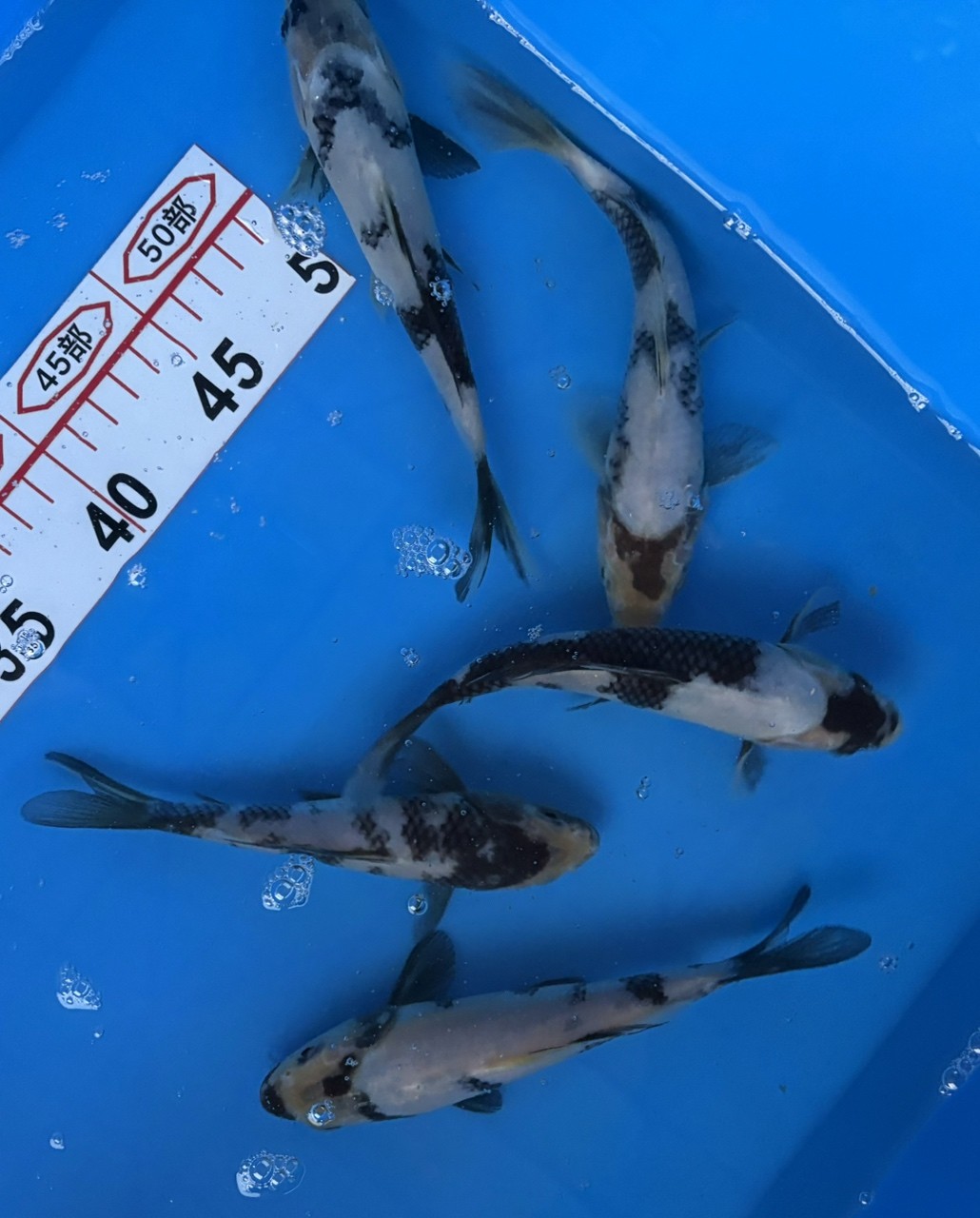 過背金龍魚多久喂食一次比較合適，背金龍魚的喂食頻率取決于多種因素，過背金龍魚的喂食頻率取決于多種因素