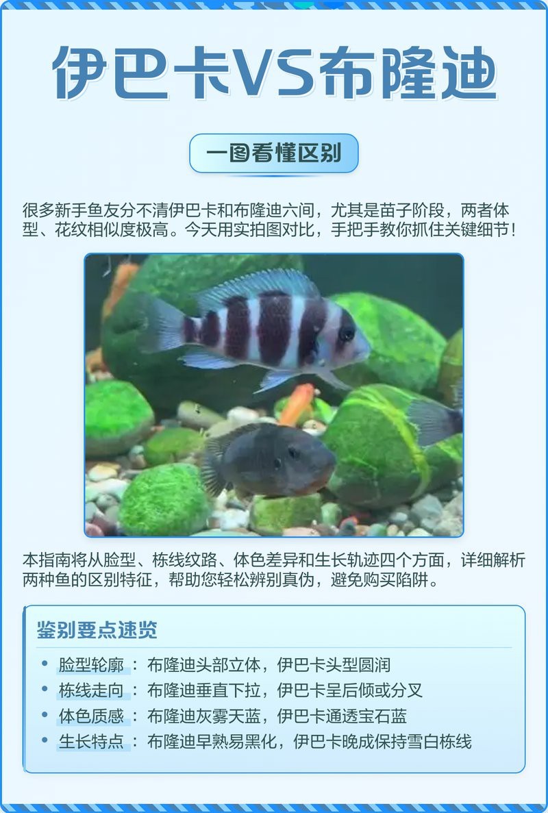 薩伊藍(lán)和伊巴卡區(qū)別圖片