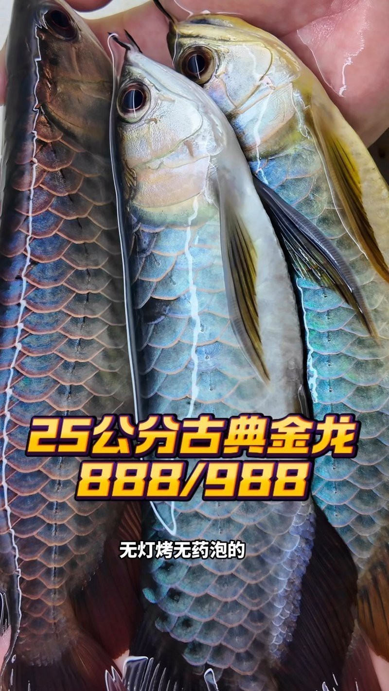 古典金龍市場價2023最新價格表 古典金龍市場價2023最新價格表 龍魚論壇 第2張