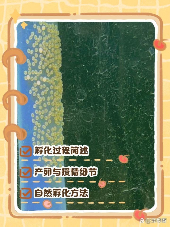 紅財神魚產卵的3個階段