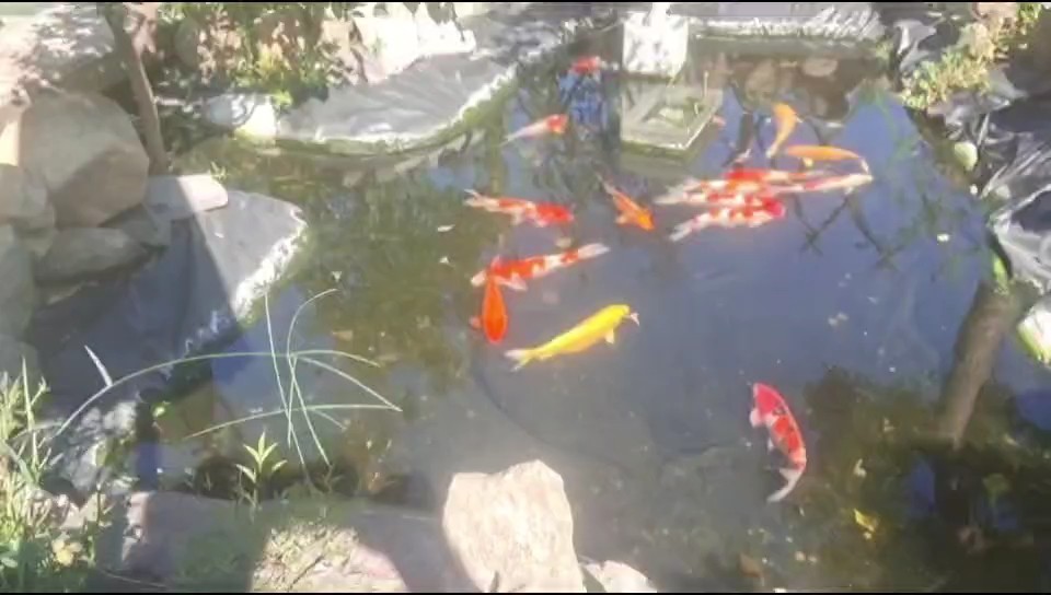 經(jīng)受重重考驗，依然水清魚靚