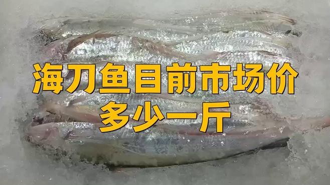 刀魚目前市場價多少一斤