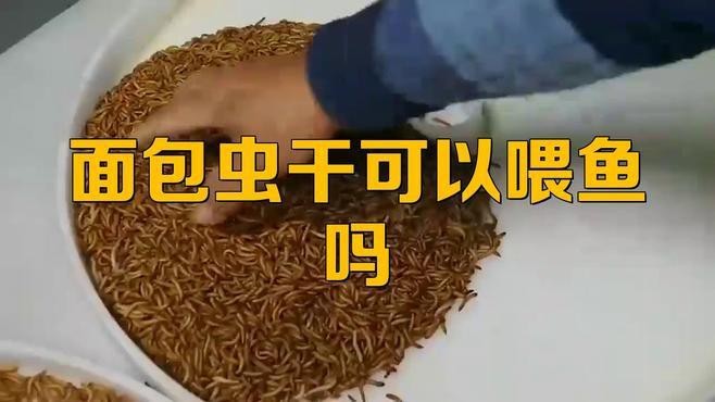 金龍魚可以吃面包蟲嗎